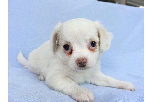 成約済の千葉県のチワワ(ロングコート)-78776の10枚目