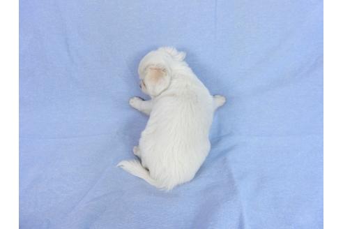 成約済の千葉県のチワワ(ロングコート)-78776の9枚目