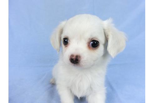 成約済の千葉県のチワワ(ロングコート)-78777の5枚目