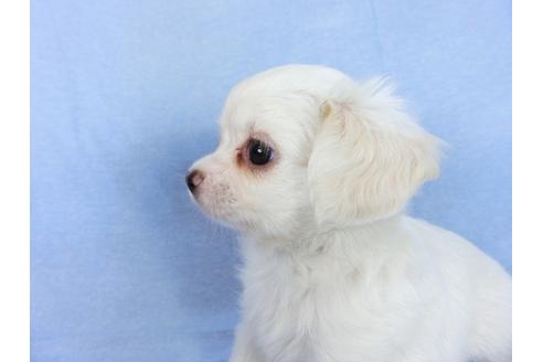 成約済の千葉県のチワワ(ロングコート)-78777の4枚目