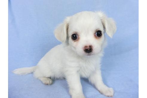 成約済の千葉県のチワワ(ロングコート)-78777の3枚目