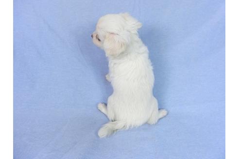 成約済の千葉県のチワワ(ロングコート)-78777の2枚目