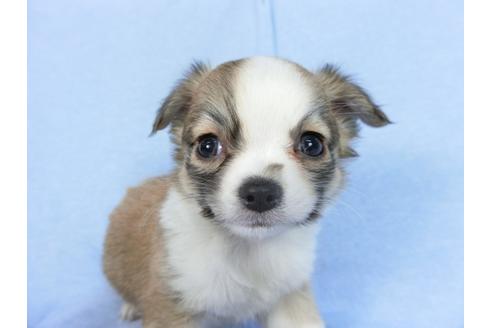 成約済の千葉県のチワワ(ロングコート)-78779の1枚目