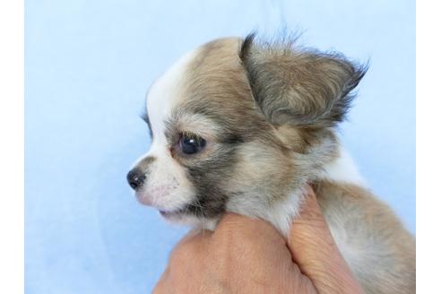 成約済の千葉県のチワワ(ロングコート)-78779の5枚目