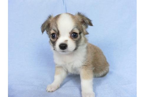 成約済の千葉県のチワワ(ロングコート)-78779の4枚目