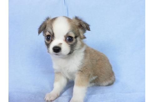 成約済の千葉県のチワワ(ロングコート)-78779の3枚目