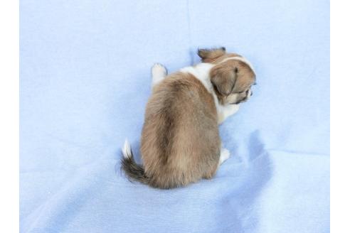 成約済の千葉県のチワワ(ロングコート)-78779の2枚目