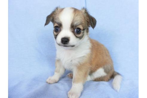 成約済の千葉県のチワワ(ロングコート)-78780の1枚目