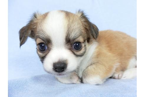 成約済の千葉県のチワワ(ロングコート)-78780の4枚目