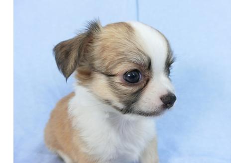 成約済の千葉県のチワワ(ロングコート)-78780の3枚目