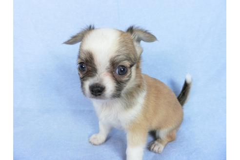 成約済の千葉県のチワワ(ロングコート)-78781の14枚目