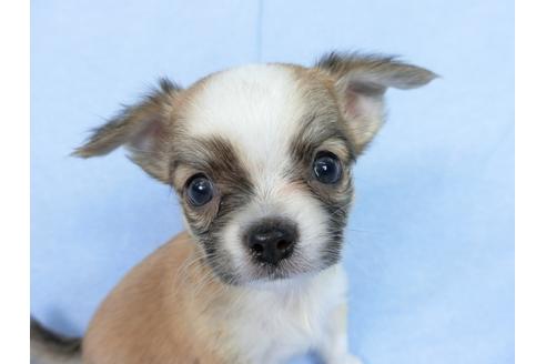 成約済の千葉県のチワワ(ロングコート)-78781の13枚目