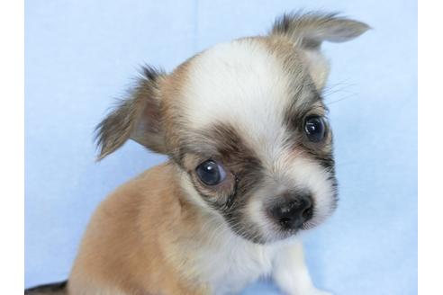 成約済の千葉県のチワワ(ロングコート)-78781の12枚目