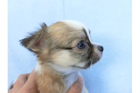 成約済の千葉県のチワワ(ロングコート)-78781の11枚目