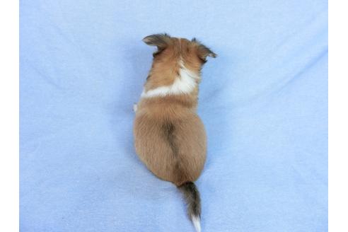 成約済の千葉県のチワワ(ロングコート)-78781の10枚目