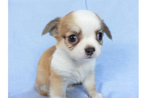 成約済の千葉県のチワワ(ロングコート)-78783の9枚目