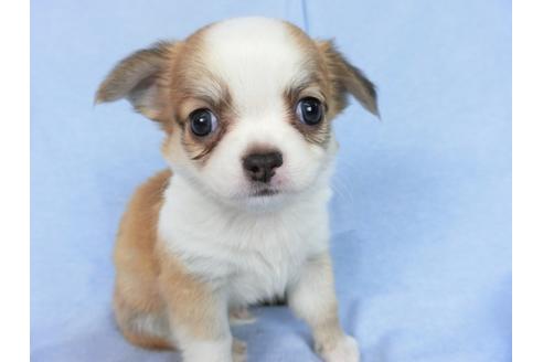 成約済の千葉県のチワワ(ロングコート)-78783の8枚目