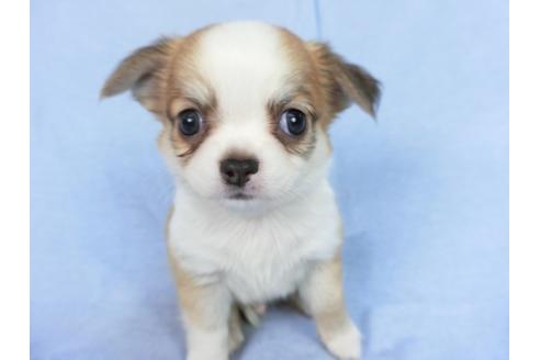 成約済の千葉県のチワワ(ロングコート)-78783の7枚目