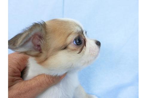 成約済の千葉県のチワワ(ロングコート)-78783の6枚目