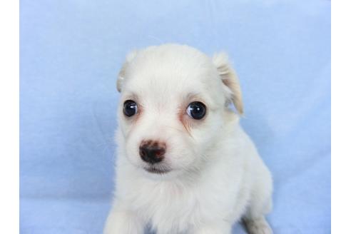 成約済の千葉県のチワワ(ロングコート)-78785の12枚目