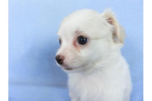 成約済の千葉県のチワワ(ロングコート)-78785の11枚目