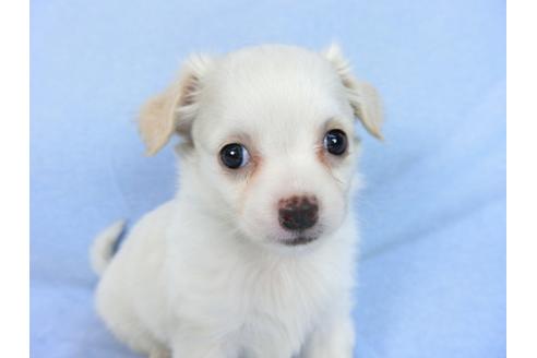 成約済の千葉県のチワワ(ロングコート)-78785の10枚目