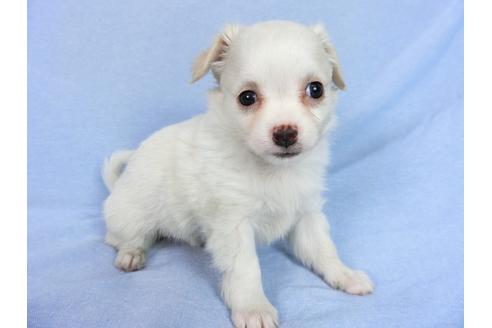 成約済の千葉県のチワワ(ロングコート)-78785の9枚目