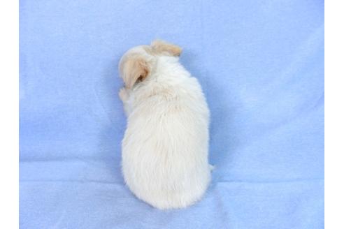 成約済の千葉県のチワワ(ロングコート)-78785の8枚目