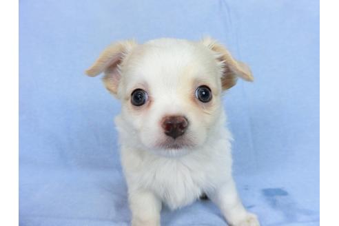 成約済の千葉県のチワワ(ロングコート)-78786の1枚目