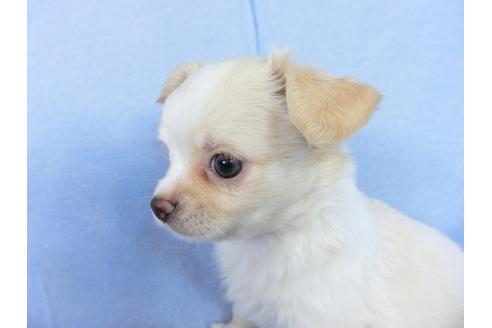 成約済の千葉県のチワワ(ロングコート)-78786の4枚目