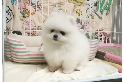 成約済の秋田県のポメラニアン-78832の3枚目