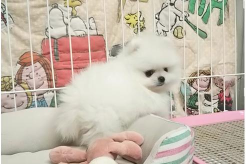 成約済の秋田県のポメラニアン-78832の2枚目
