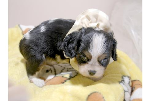 成約済の埼玉県のキャバリアキングチャールズスパニエル-77339の2枚目