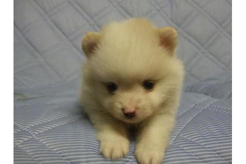 成約済の三重県のポメラニアン-78844