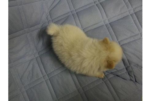 成約済の三重県のポメラニアン-78844の3枚目