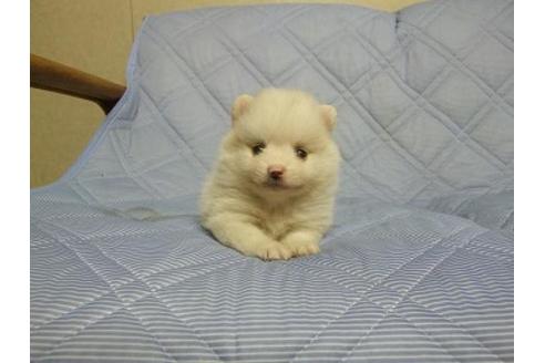 成約済の三重県のポメラニアン-78844の2枚目