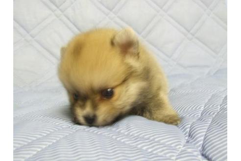 成約済の三重県のポメラニアン-78846の3枚目