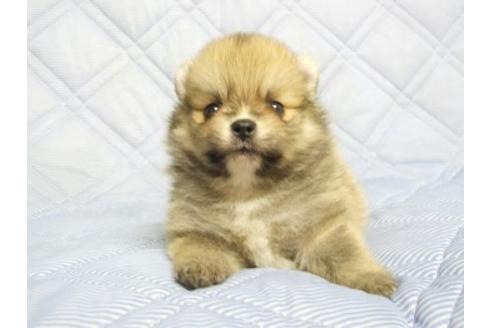 成約済の三重県のポメラニアン-78846の2枚目