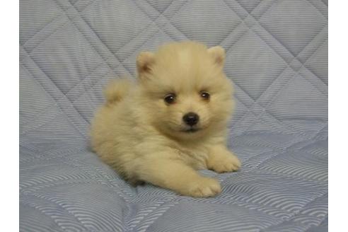 成約済の三重県のポメラニアン-78848