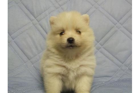 成約済の三重県のポメラニアン-78848の3枚目