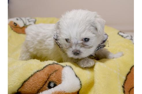 成約済の埼玉県のマルチーズ-78291の3枚目