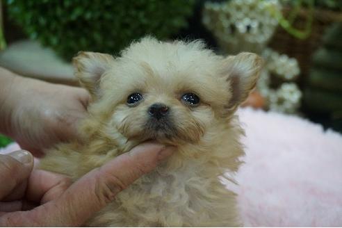 成約済の京都府のミックス犬-78854の1枚目