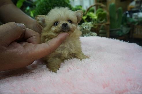 成約済の京都府のミックス犬-78854の3枚目