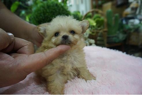 成約済の京都府のミックス犬-78854の2枚目
