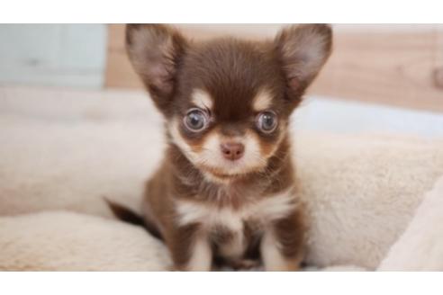 成約済の福岡県のチワワ(ロングコート)-78907の1枚目