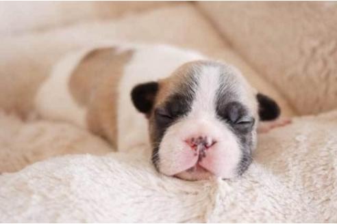 成約済の福岡県のフレンチブルドッグ-78908の1枚目