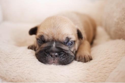 成約済の福岡県のフレンチブルドッグ-78909の1枚目