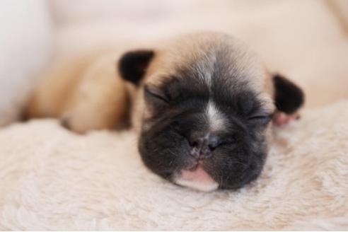 成約済の福岡県のフレンチブルドッグ-78910