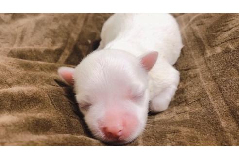 成約済の福岡県のマルチーズ-78911