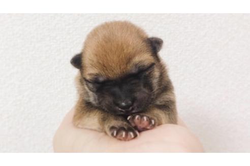 成約済の福岡県の豆柴-78912